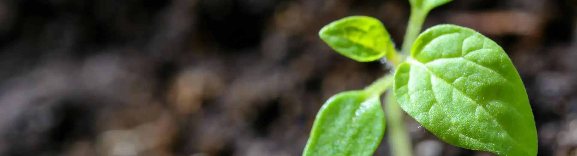 Sustainable projects at the Hotel Piccadilly in Rome